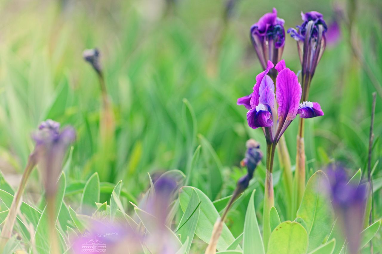 Изображение особи Iris pumila.