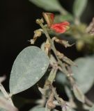 Indigofera articulata