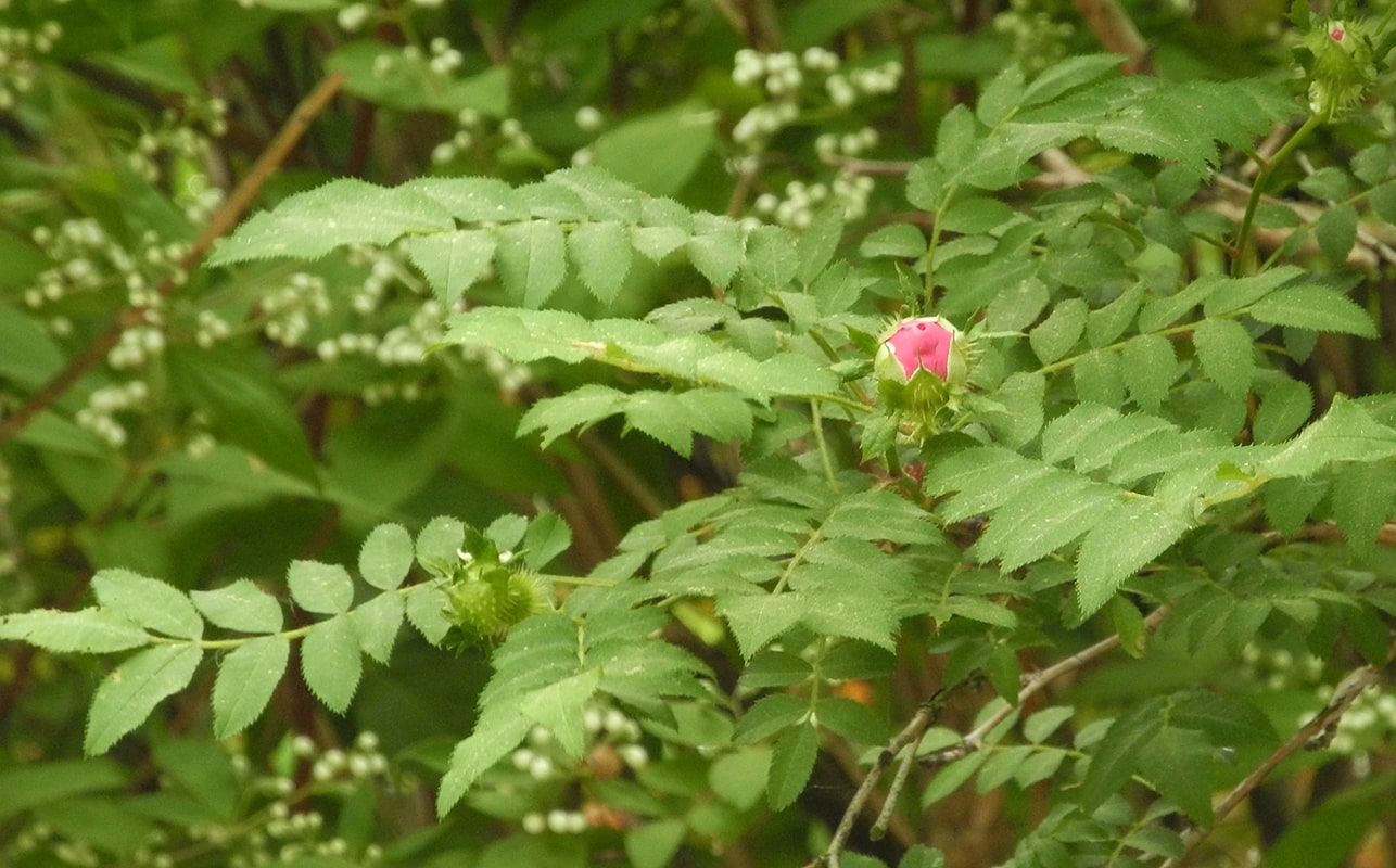 Image of Rosa roxburghii specimen.