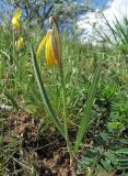 Tulipa biebersteiniana