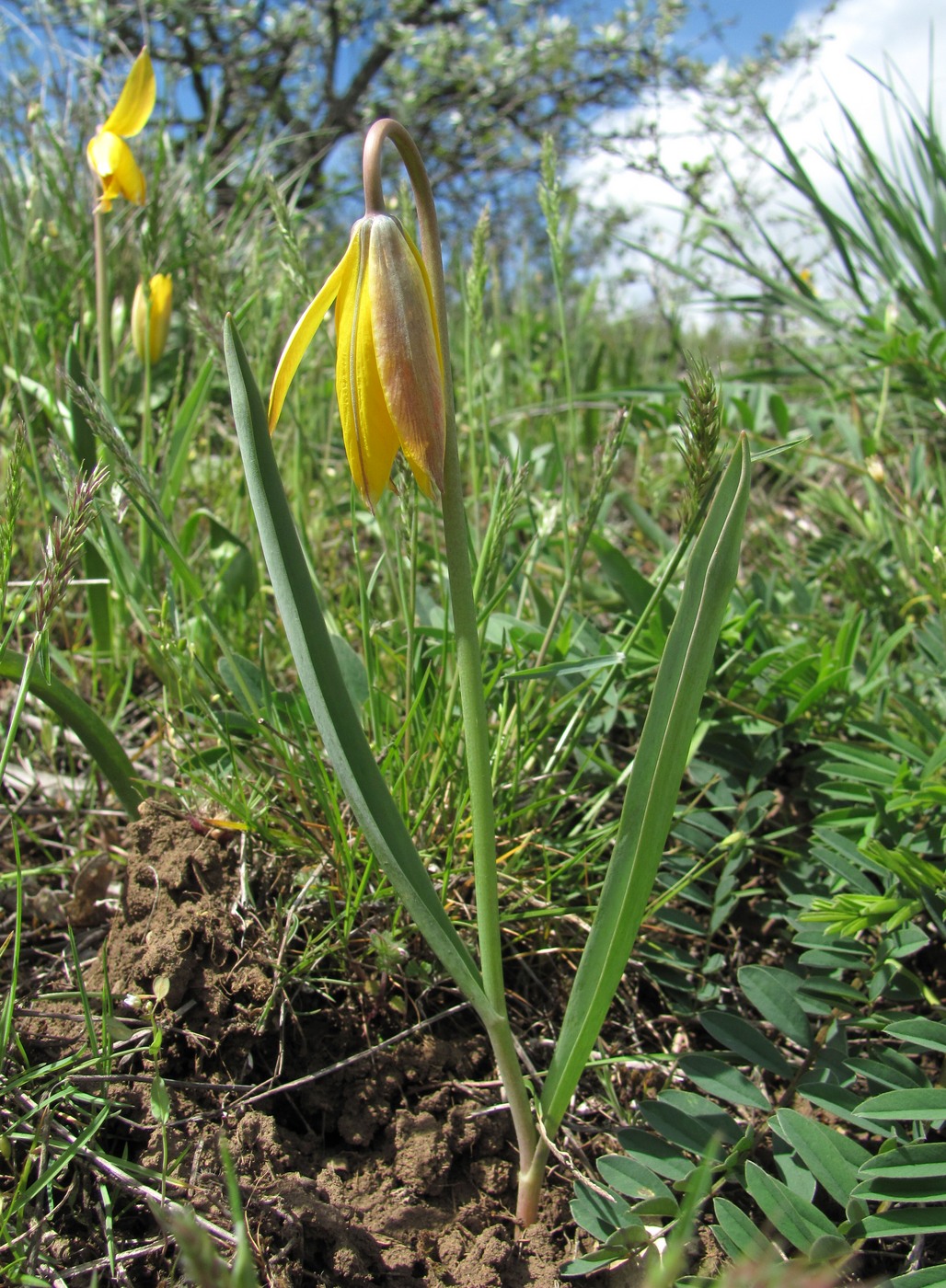 Изображение особи Tulipa biebersteiniana.