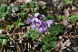 Cardamine quinquefolia. Верхушка цветущего растения. Республика Адыгея, левый борт долины р. Белая на участке от скалы Пронеси Господи до устья руч. Большой Руфабго, буковый лес. 07.04.2019.