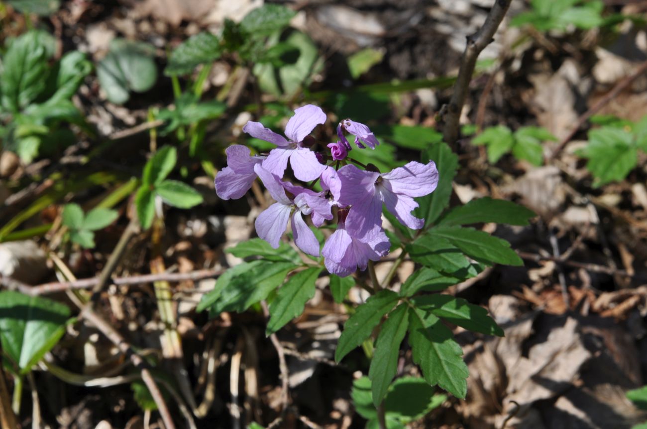 Изображение особи Cardamine quinquefolia.