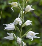 Cephalanthera epipactoides