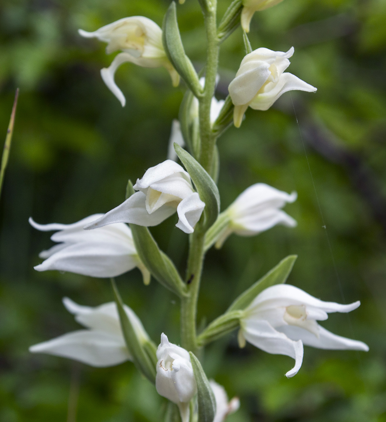 Изображение особи Cephalanthera epipactoides.