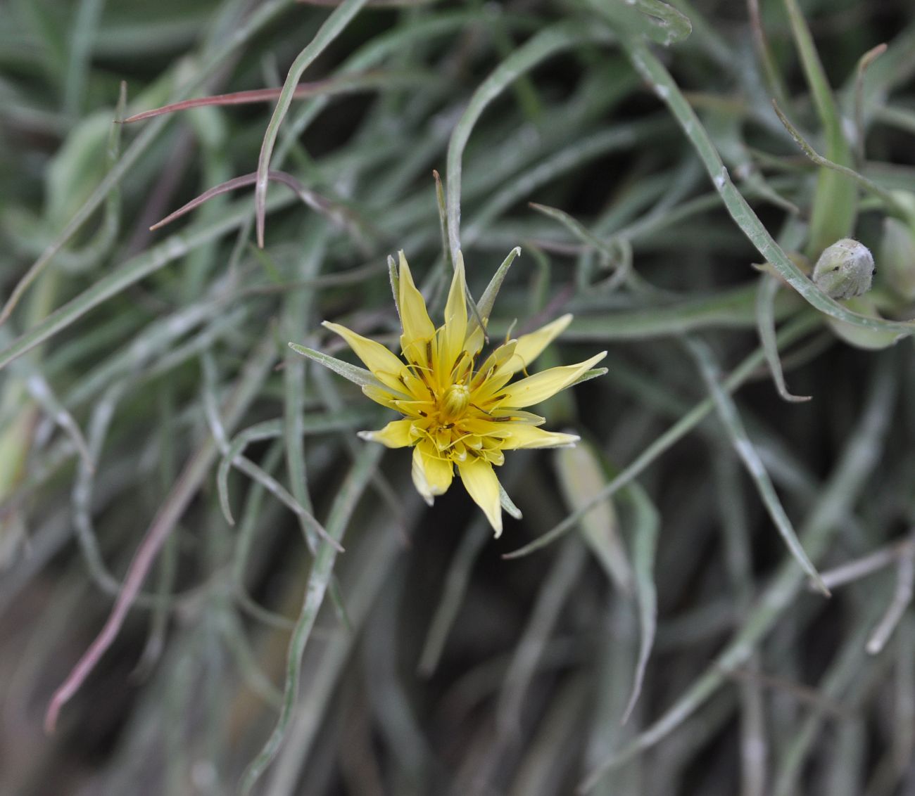 Изображение особи род Tragopogon.