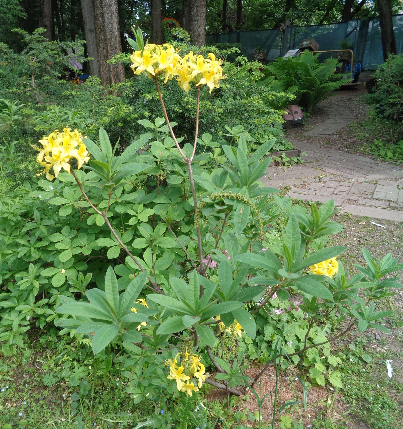 Image of Rhododendron luteum specimen.