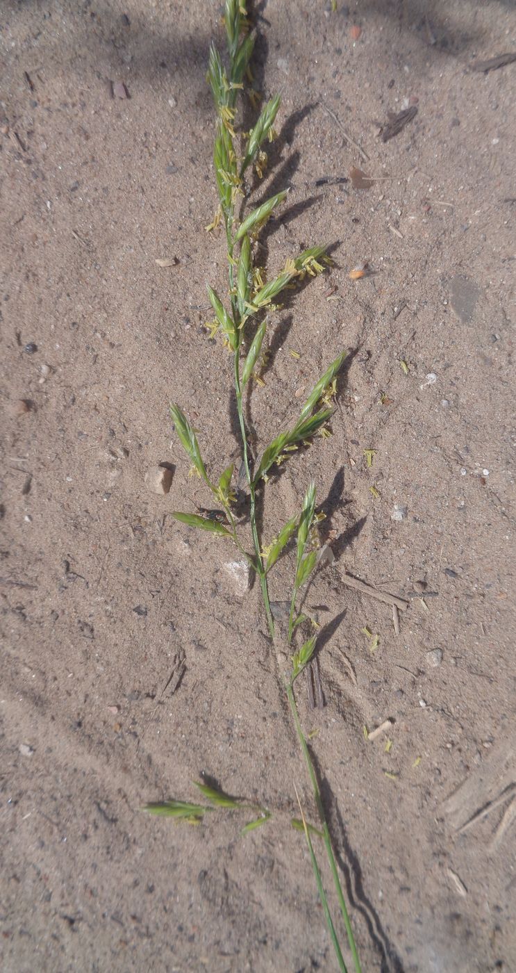 Изображение особи Festuca pratensis.