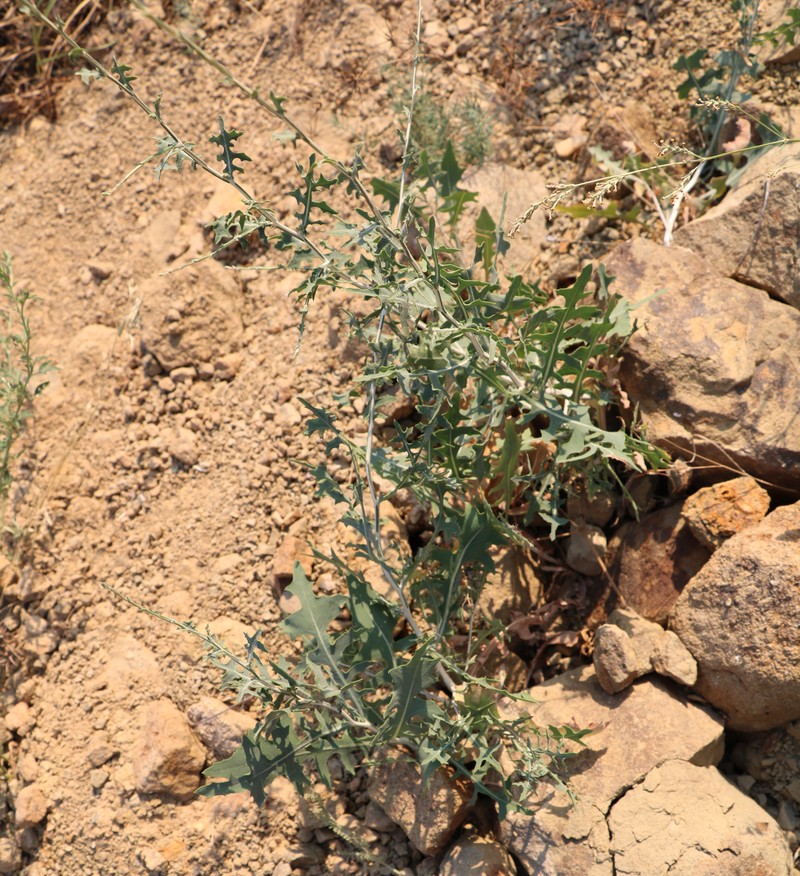 Image of Scariola orientalis specimen.