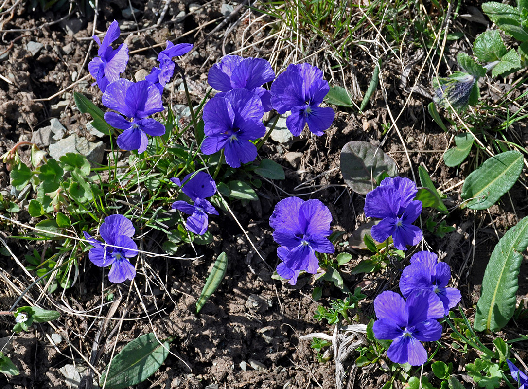 Изображение особи Viola altaica.