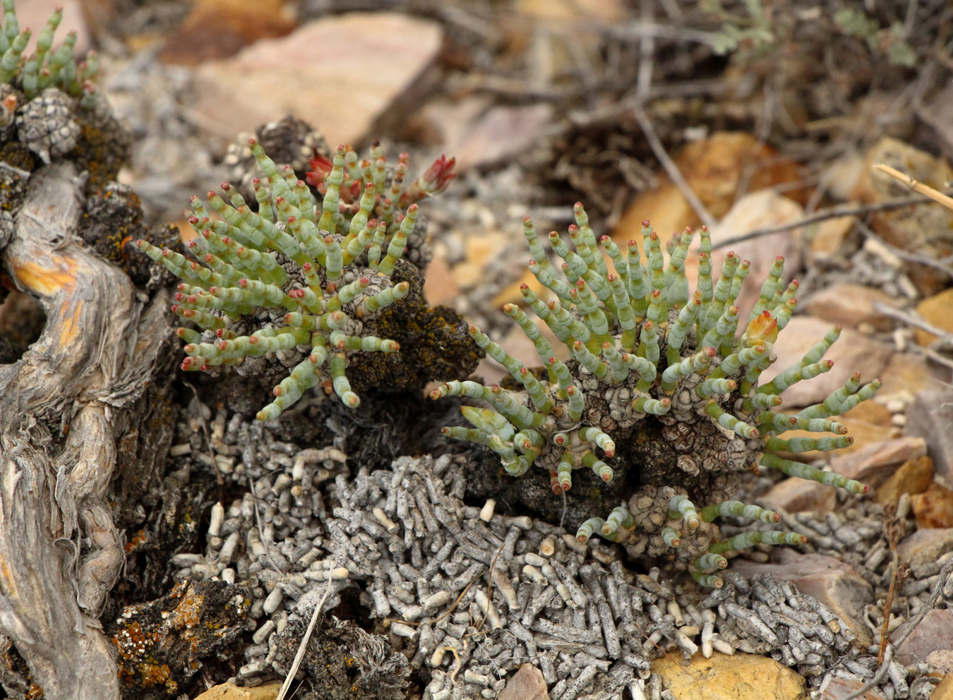 Изображение особи Anabasis truncata.