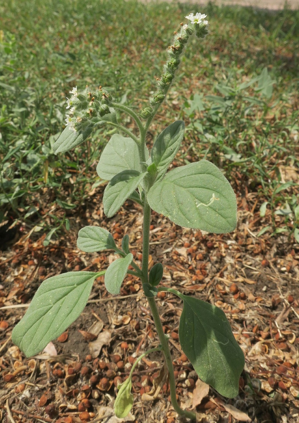 Изображение особи Heliotropium ellipticum.