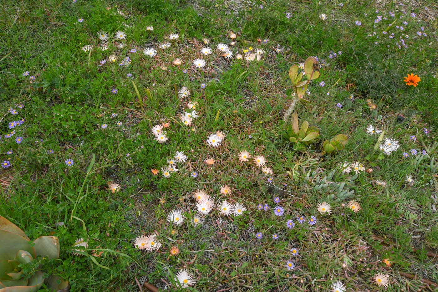 Image of Jordaaniella anemoniflora specimen.