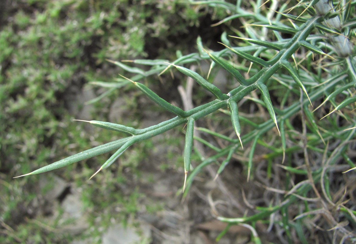 Image of Lamyra echinocephala specimen.