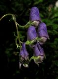 Aconitum volubile