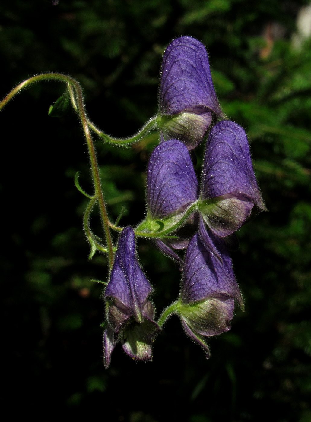 Изображение особи Aconitum volubile.