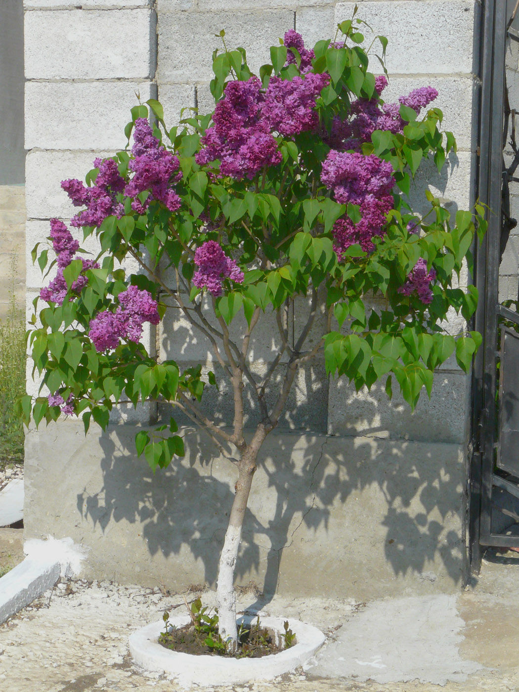 Image of Syringa vulgaris specimen.