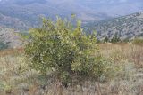 Pyrus elaeagrifolia. Плодоносящее растение. Южный берег Крыма, окр. с. Морское, гора Чабан-Куле, каменистая степь с отдельно стоящими деревцами. 24.07.2019.