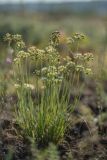 Allium flavescens