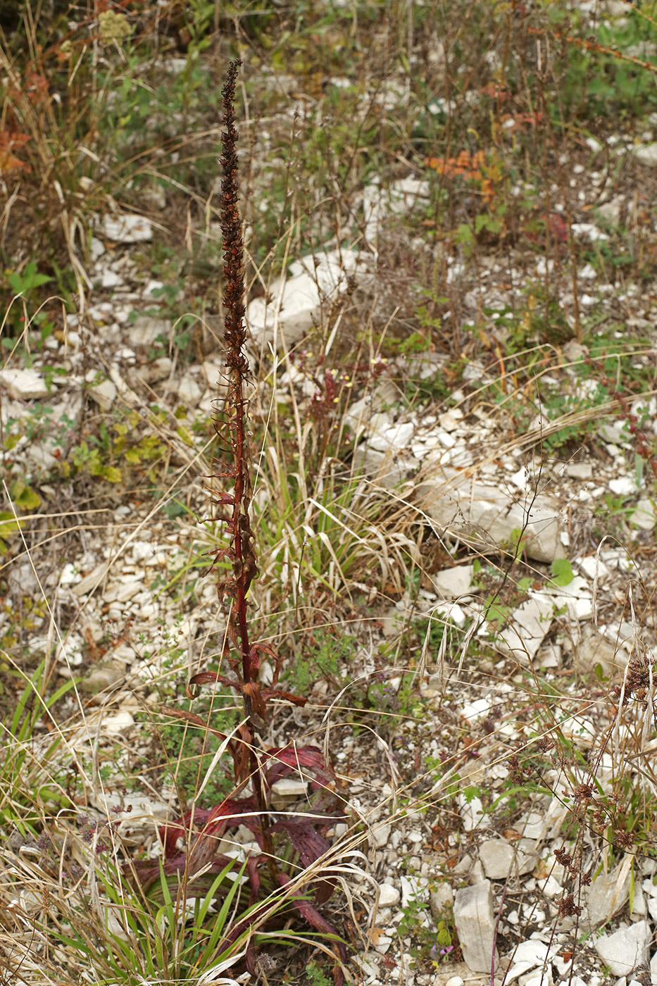 Изображение особи Digitalis schischkinii.