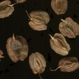 Rheum rhabarbarum. Плоды. Курская обл., Железногорский р-н, пос. Каменец, дачи Жуковец, в культуре. 22 июля 2010 г.