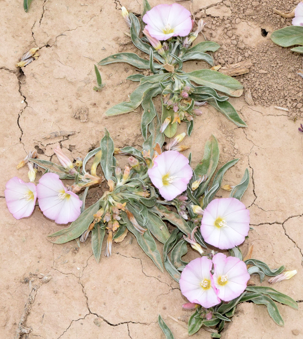 Изображение особи Convolvulus lineatus.