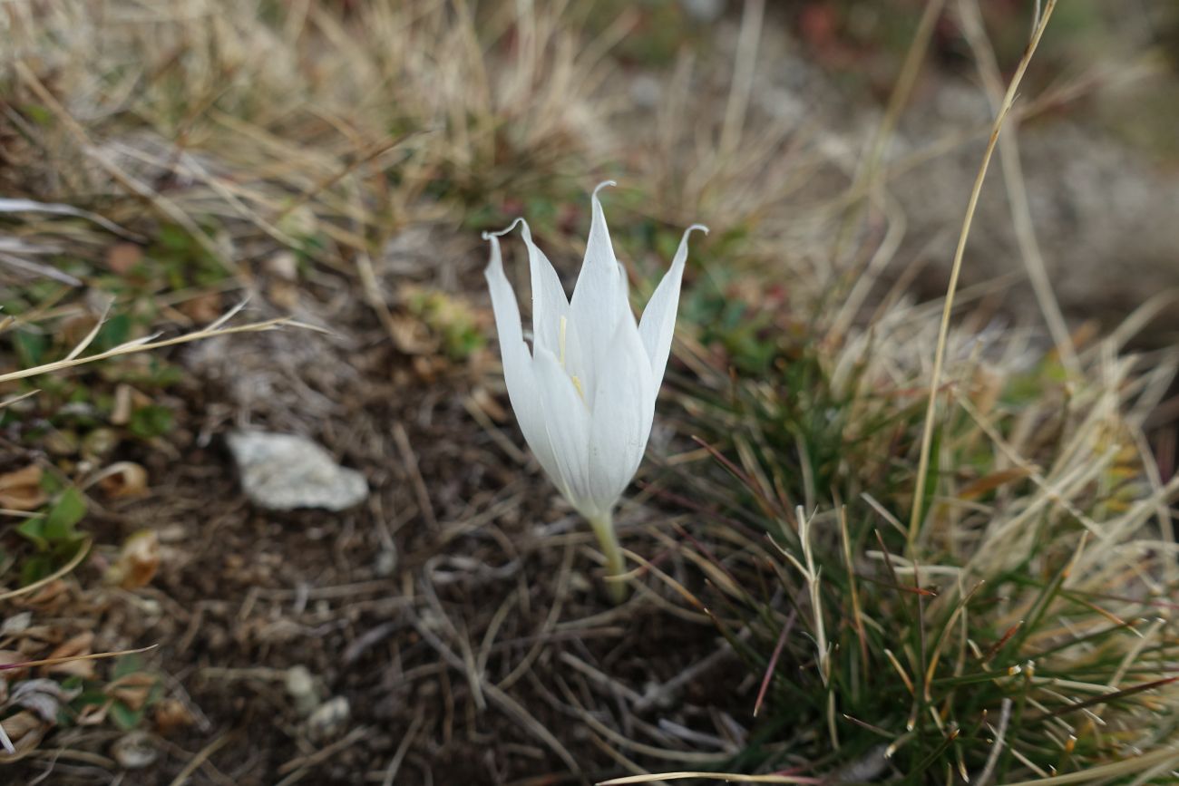 Image of Crocus vallicola specimen.