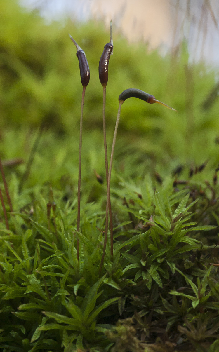 Image of Atrichum undulatum specimen.