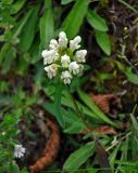Prunella laciniata