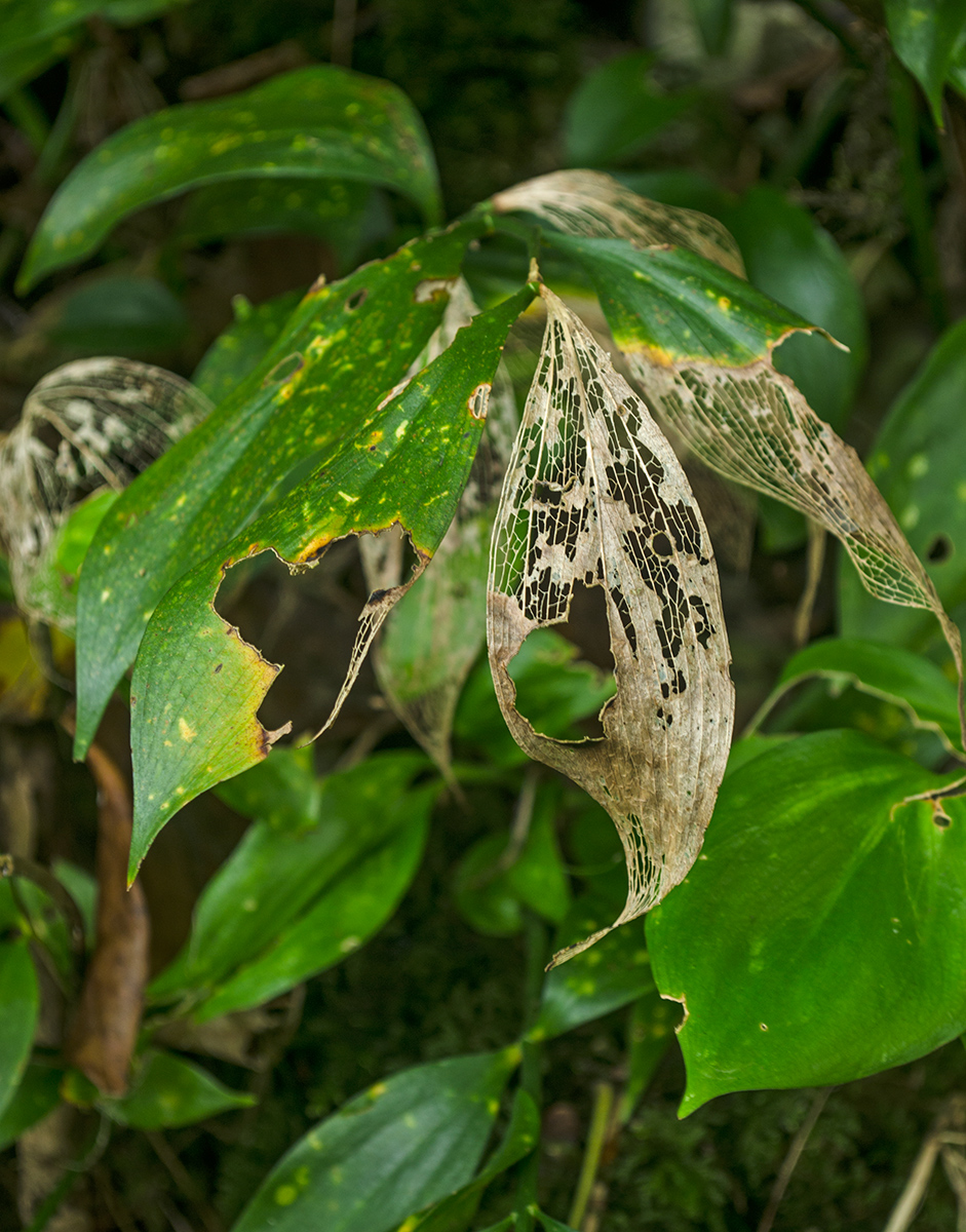 Image of Ruscus colchicus specimen.