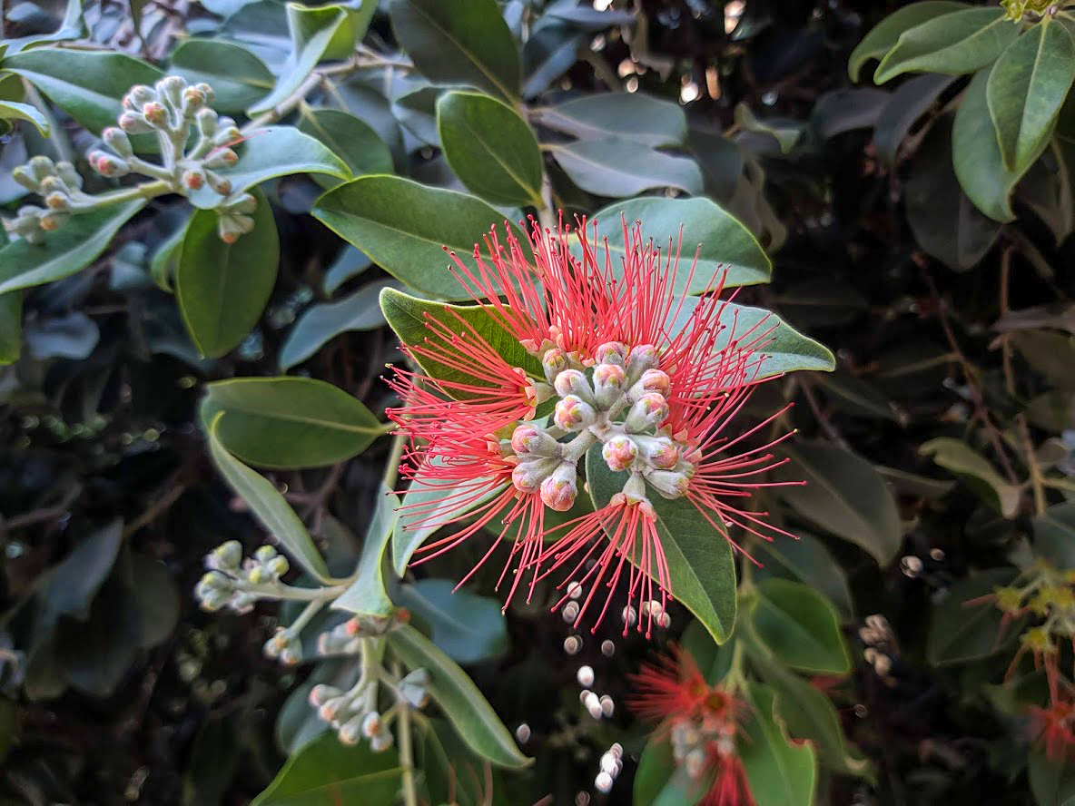 Image of Metrosideros excelsa specimen.