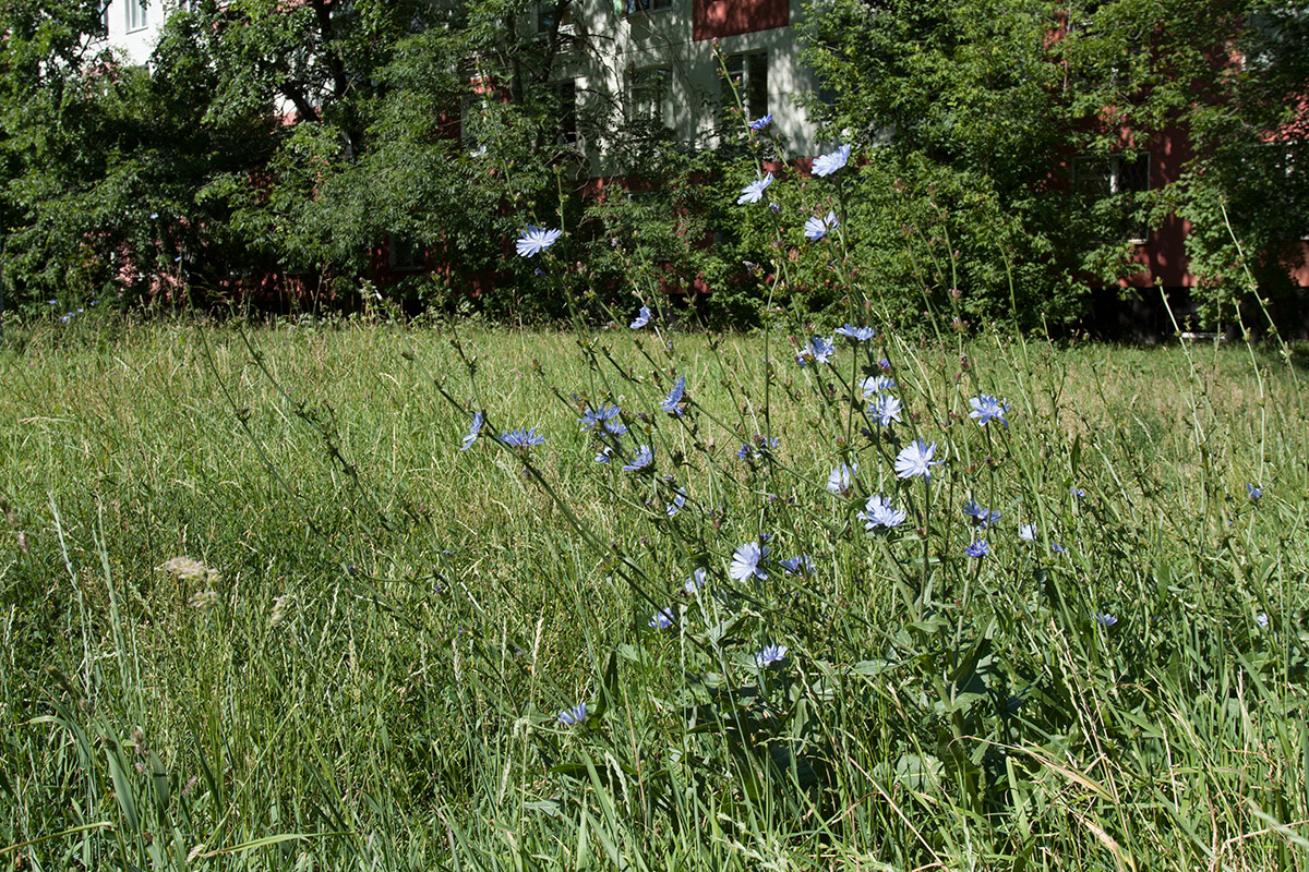 Image of Cichorium intybus specimen.