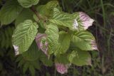 Actinidia kolomikta. Верхушки побегов. Сахалинская обл., Томаринский р-н, окр. г. Томари, нижняя облесенная часть склона сопки. 27.07.2017.