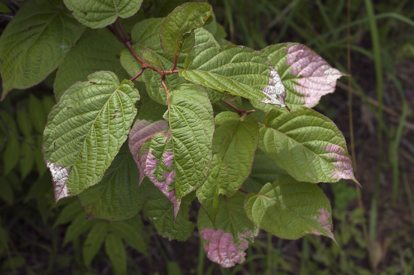 Изображение особи Actinidia kolomikta.