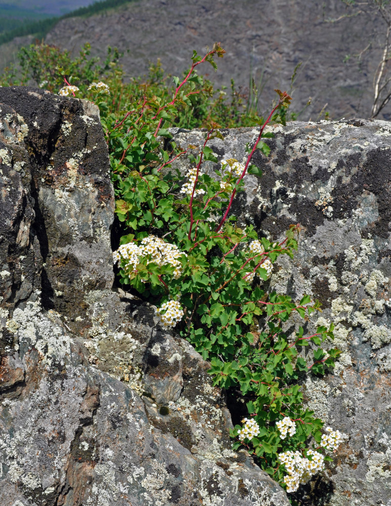 Изображение особи Spiraea trilobata.