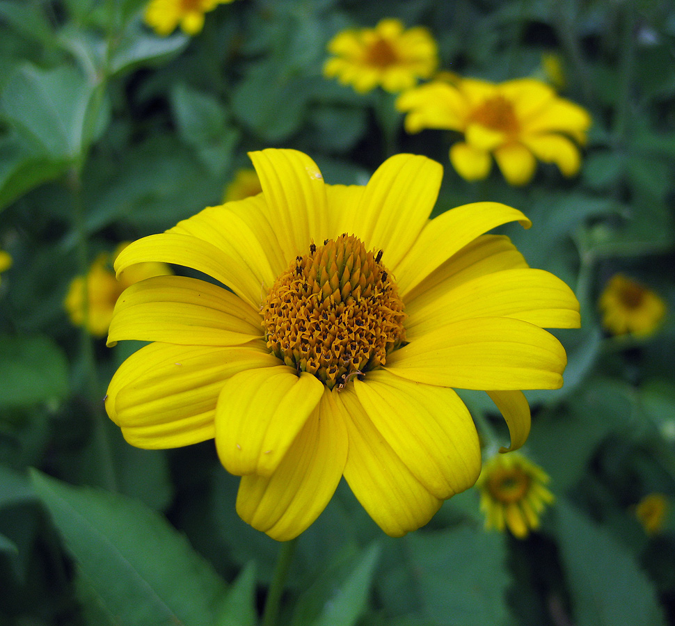 Изображение особи Heliopsis helianthoides ssp. scabra.