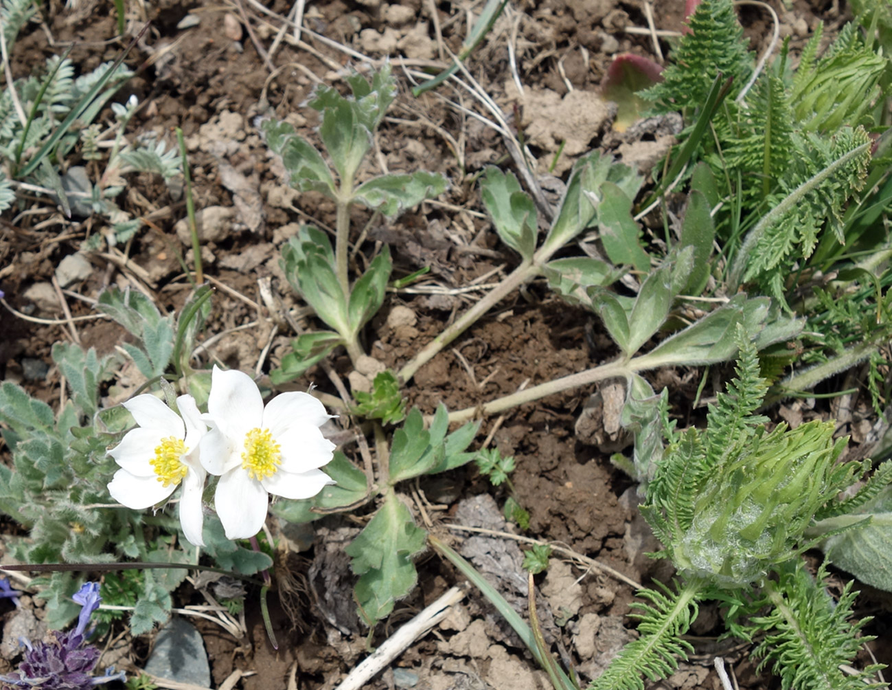 Изображение особи Anemonastrum protractum.