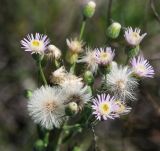 род Erigeron. Соцветия и соплодия. Саратовская обл., Красноармейский р-н, окр. с. Белогорское, степь. 07.08.2018.