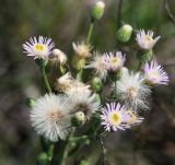 род Erigeron. Соцветия и соплодия. Саратовская обл., Красноармейский р-н, окр. с. Белогорское, степь. 07.08.2018.