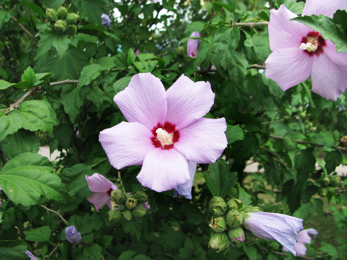 Изображение особи Hibiscus syriacus.