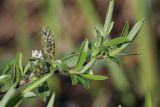 Salix rosmarinifolia