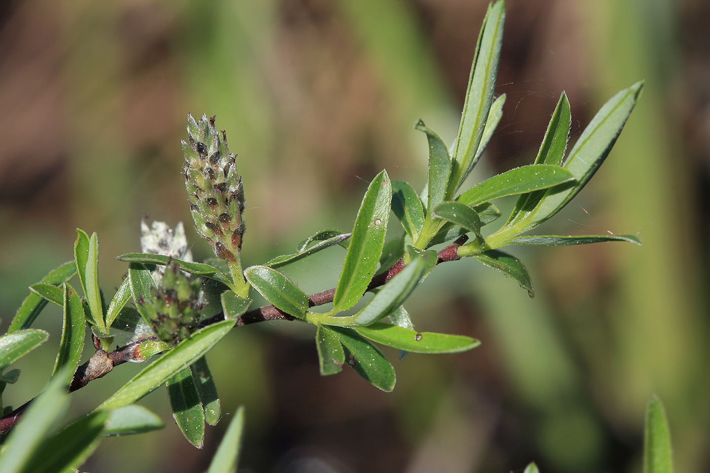 Image of Salix rosmarinifolia specimen.