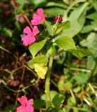 Impatiens walleriana