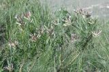 Astragalus aktiubensis