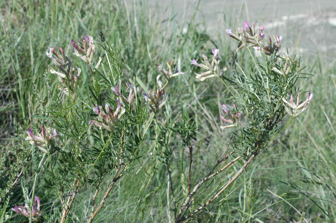 Image of Astragalus aktiubensis specimen.