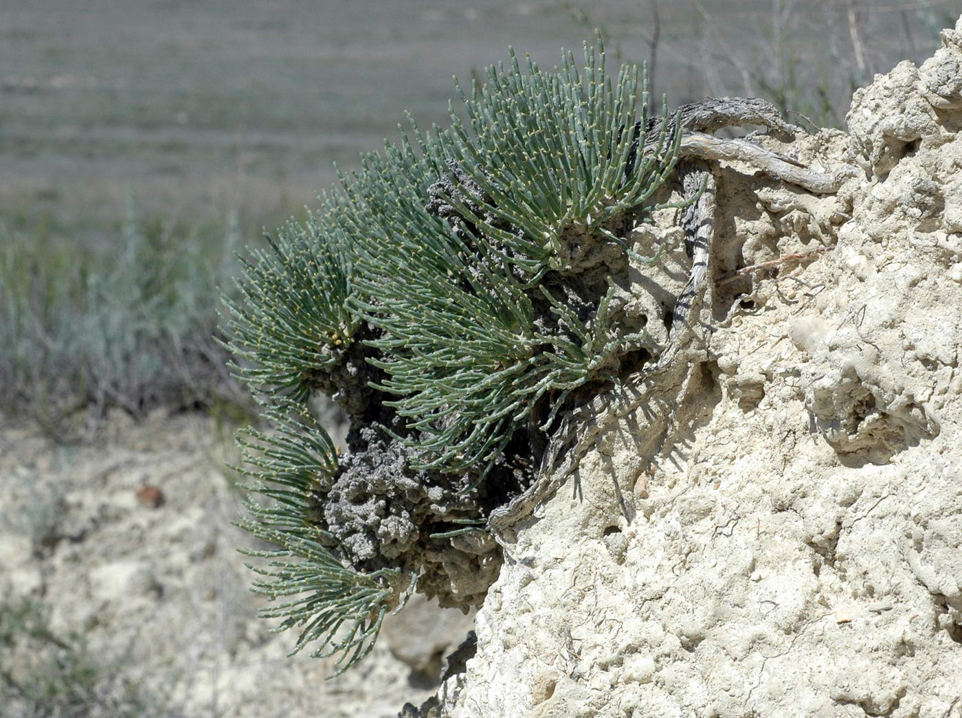 Изображение особи Anabasis cretacea.