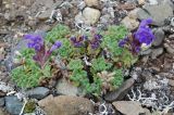 Dracocephalum palmatum