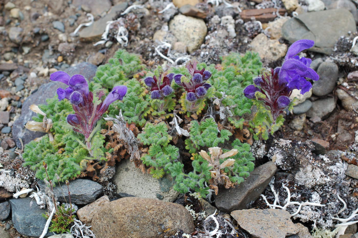 Image of Dracocephalum palmatum specimen.