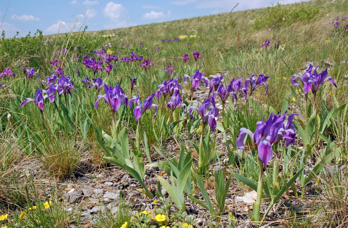 Image of Iris pumila specimen.