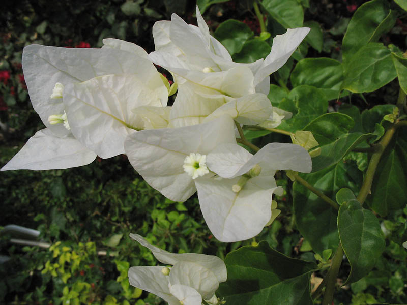 Изображение особи род Bougainvillea.